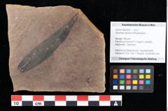 Foto (Objekt + Etikett) von Xylomites lignitum Ettingshausen (NHMW-GEO-2024-0188-0051)